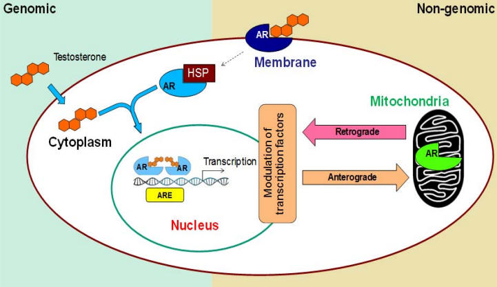 Journal of Biological Chemistry tweet media