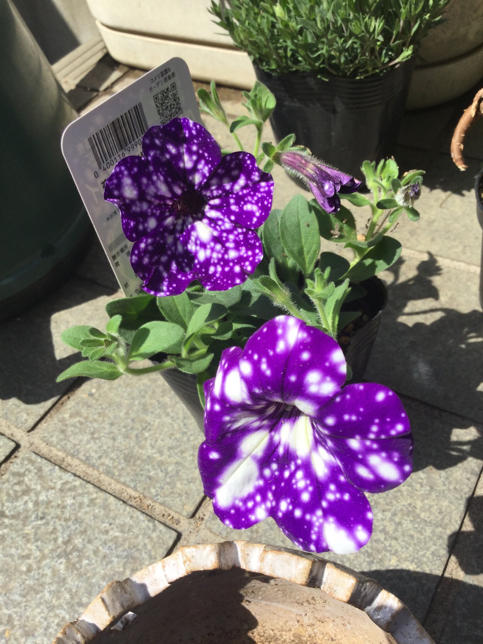 みのお 21年は喪中です 宇宙柄ペチュニア ペチュニア ペチュニアナイトスカイ みのおの花じゃんw と言われ 即購入 笑 良い鉢植えが無かったため 本日から製作開始です 笑 鉢植えでなく 庭の一角にペチュニア ナイトスカイを植え