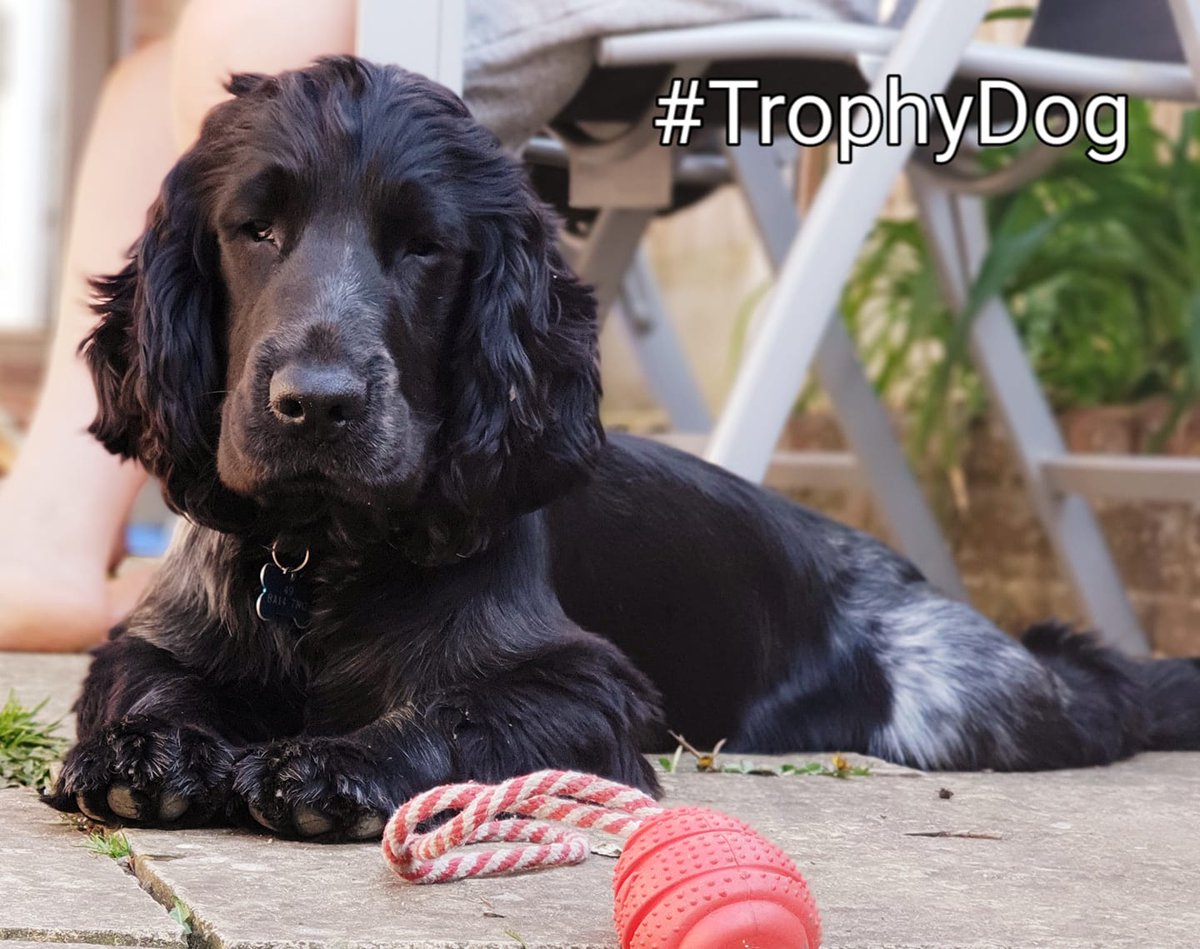 TrophyPet's tweet photo. There's just over a week to go in our photo competition! Keep those entries coming in and you could win a year's supply of Trophy #PetFood! Don't forget to use #TrophyDog or #TrophyCat in your pictures too (Just like Woody here!) https://t.co/8kRmS5P9qg https://t.co/jp24eA7pQG