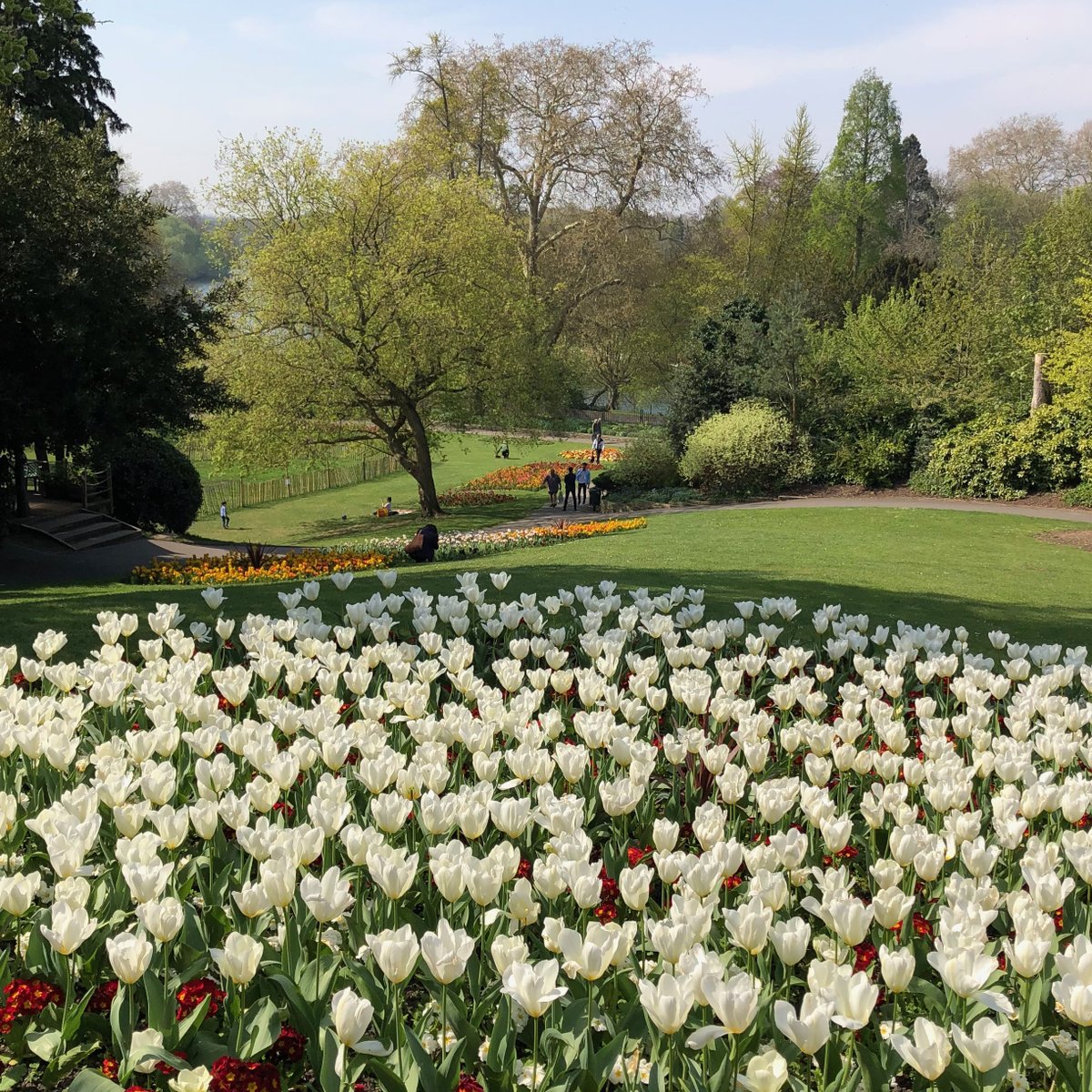 Stunning white tulips at Terrace Gardens #Richmond #London <a href="/LBRUT/">Richmond Council</a>