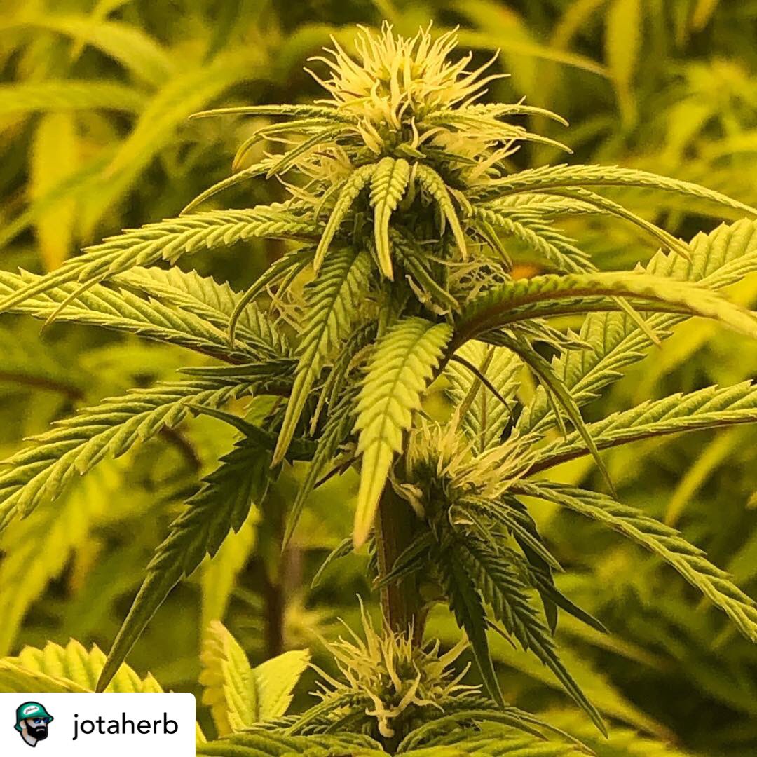 suiteleaf's tweet photo. Beautiful shot of some healthy flower grown by #JotaHerb using #SuiteLeaf plant nutrients #grassachusetts 🌱💚 https://t.co/JSLHeeJBYQ