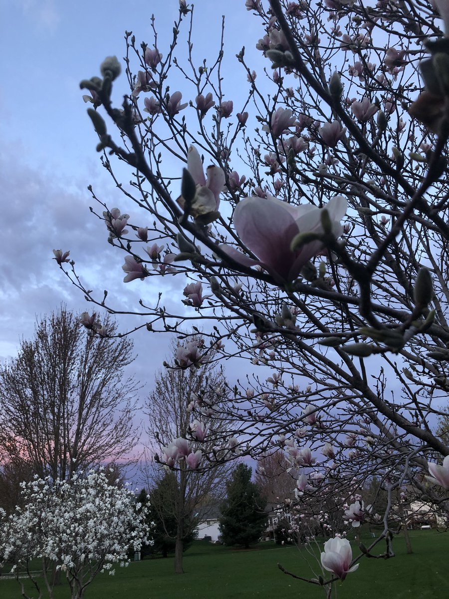 cityofames's tweet photo. A beautiful Monday morning in Ames just before the rain rolled in. These April showers are perfect for all our flowers! #Spring #April #SmartChoice #AlwaysAmes 🌸 🌹 🌧 https://t.co/fEDmtH1qXU