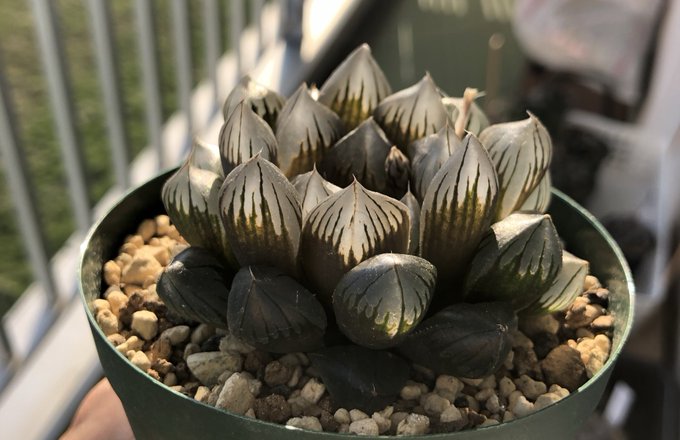 ハオルチアのtwitterイラスト検索結果 古い順