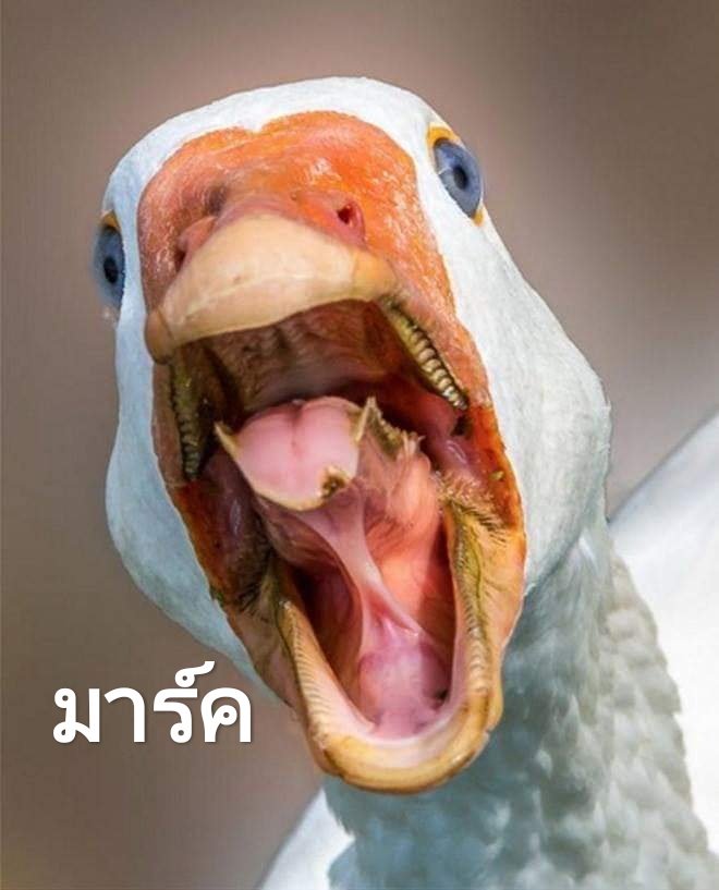 ชื่อนี้ได้รับการตั้งแล้ว 🍭 tweet media