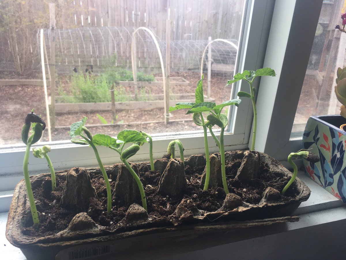 mystellaatl's tweet photo. Happy #EarthDay! Don't let the sequins & glitter fool ya. #gardening #growingfood + #drivingless #everybitcounts #naturelovers #greenthumb #vegetables #eathealthy #theenvironmentmatters #becivilized #duh #nature #earthlovers #stellanation #thesuitelife https://t.co/uoBgTzBFgb https://t.co/gGCSDoyPRy