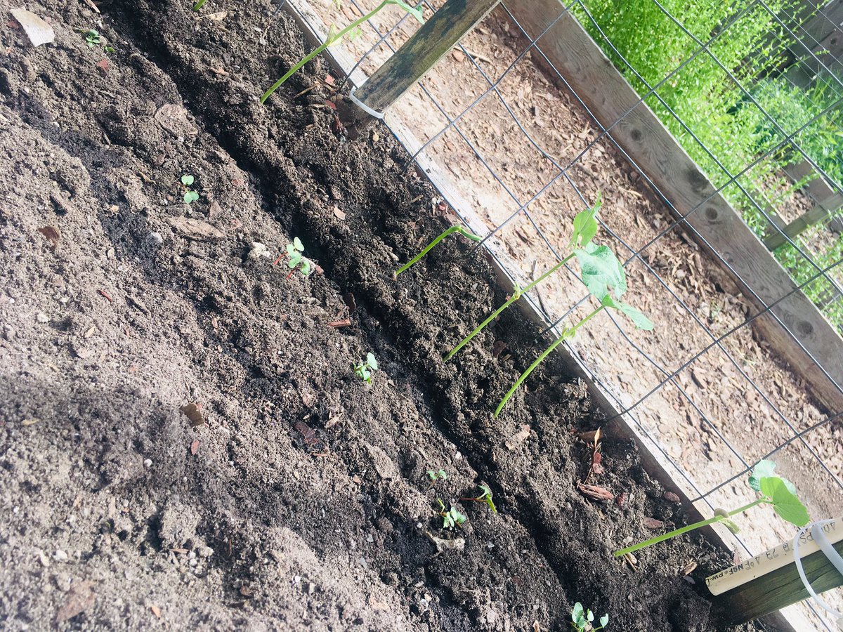 mystellaatl's tweet photo. Happy #EarthDay! Don't let the sequins & glitter fool ya. #gardening #growingfood + #drivingless #everybitcounts #naturelovers #greenthumb #vegetables #eathealthy #theenvironmentmatters #becivilized #duh #nature #earthlovers #stellanation #thesuitelife https://t.co/uoBgTzBFgb https://t.co/gGCSDoyPRy