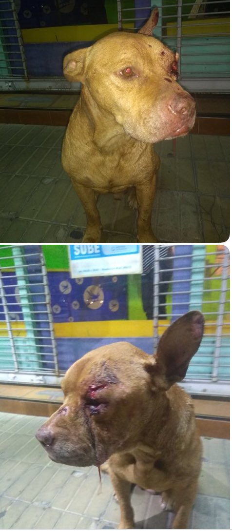 MalenaStein's tweet photo. Se necesita hogar temporal o adoptante urgente para este perrito, lo atacó otro pitbull, una chica lo llevó al vete pero no puede tenerlo y quedó en un gimnasio pero ya hoy lo dejan en la calle💔
#Wilde
Si podes ayudar dando hogar temporal o adoptando, envíame DM.
¡Gracias! https://t.co/TjEfoOWD8d