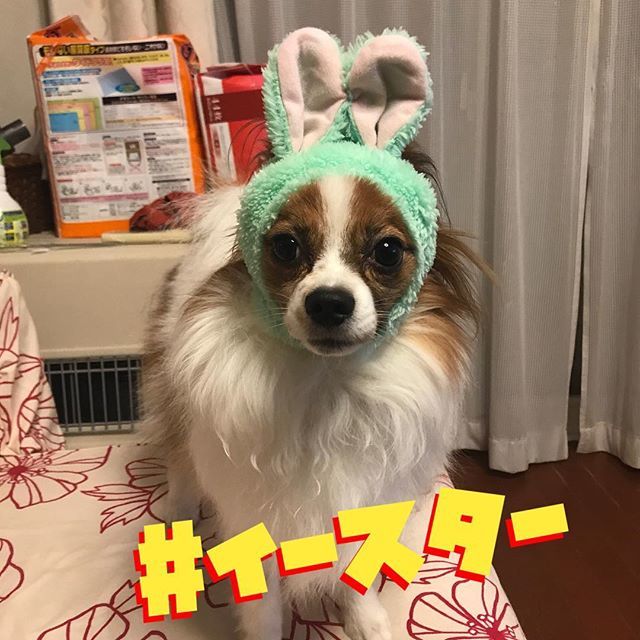 かぶりもの犬 かぶりもの犬