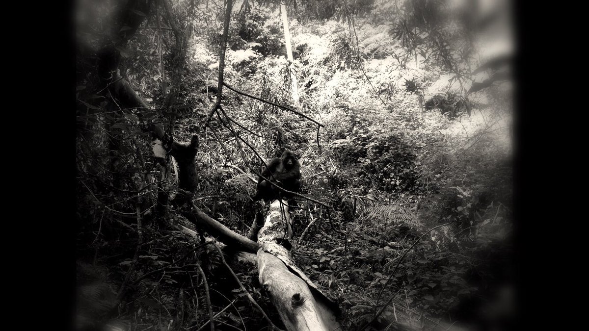 Primates, our closest living relatives, are currently under extraordinary threat. Scientists estimate that the eastern lowland gorilla has declined by more than 50% since the 1990s and they are now listed as critically endangered. virunga.org/donate