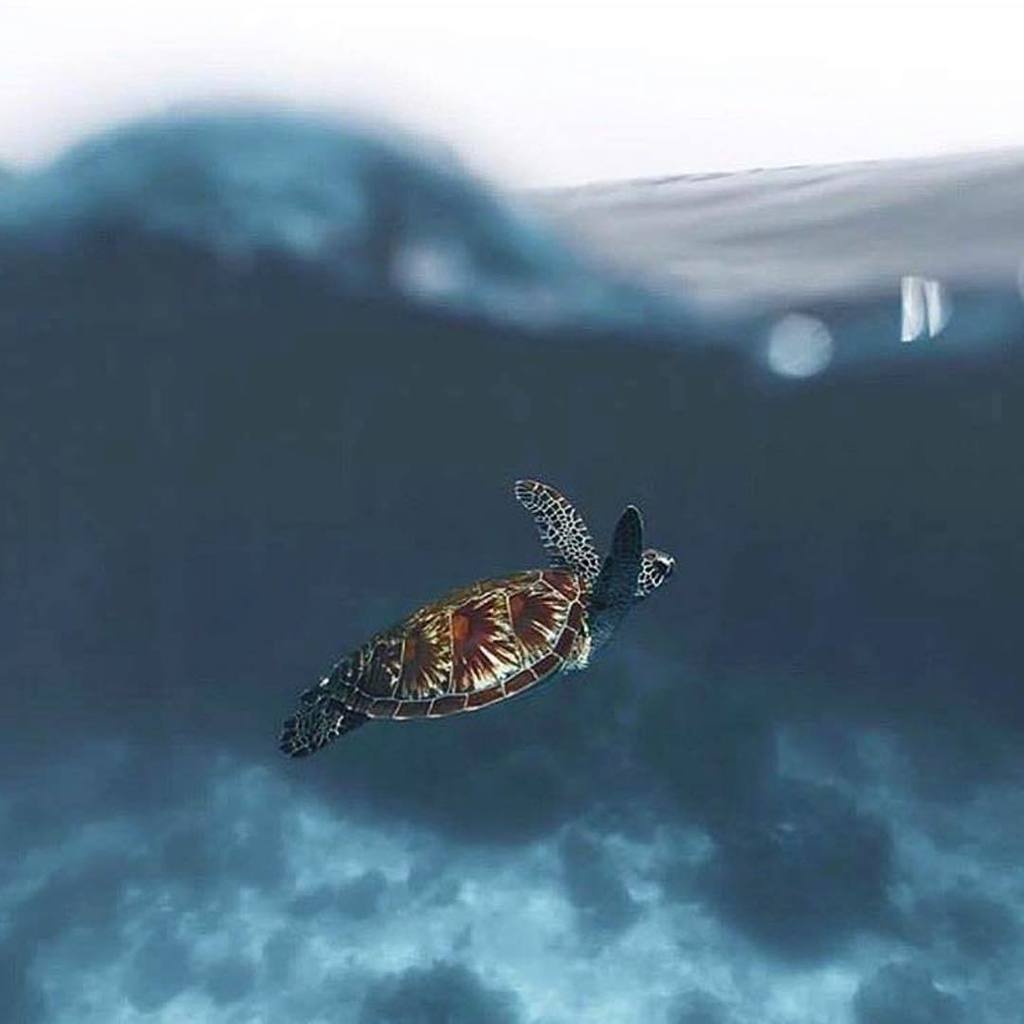 “How inappropriate to call this planet Earth, when it is quite clearly ocean...” 🌎💙 Happy Earth Day everyone!
PC: <a href="/pie_aerts/">Pie Aerts</a> 
#SeaTurtleCamp #ArthurClarke #SaveOurSea
•
•
•
•
•
#seaturtle #seaturtles #turtle #turtles #sealife #oceanlife #oceanlover #oceanlovers #earthday…