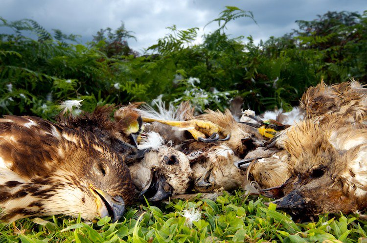 Firstly, I do understand the tenency to label  #hunters stupid, evil, or worse. Believe me, I had those thoughts when confronted with illegal  #raptor shooting  @BatumiRaptors in Georgia. But to call these people evil is to deny their humanity and undermines  #conservation solutions.