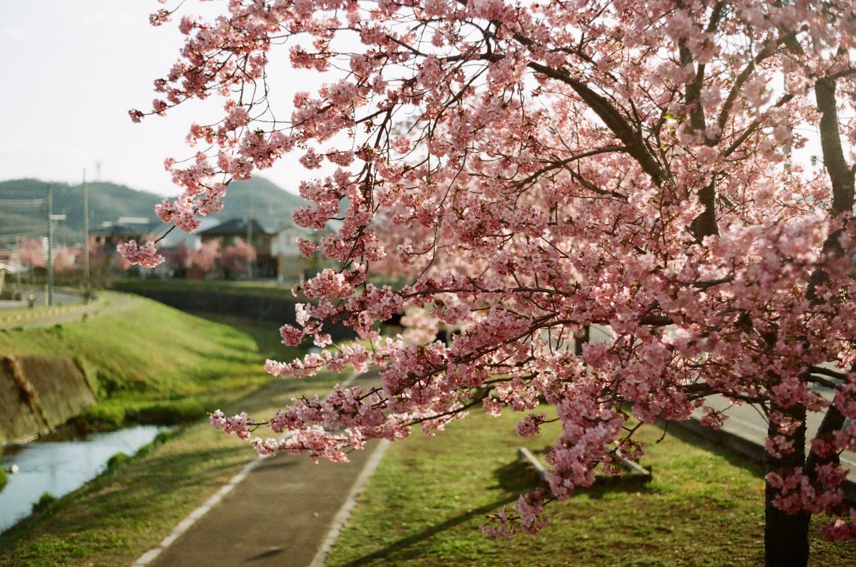 sosun80's tweet photo. つい、ひと月前は
河津桜だった。
#河津桜
#富士業務用100
#業務用100
#コニカ
#konica
#autoreflext3
#autoreflext3n
#hexanonar50mmf17
#フィルム寫眞
#indy_photolife https://t.co/ZkZgkxKbor