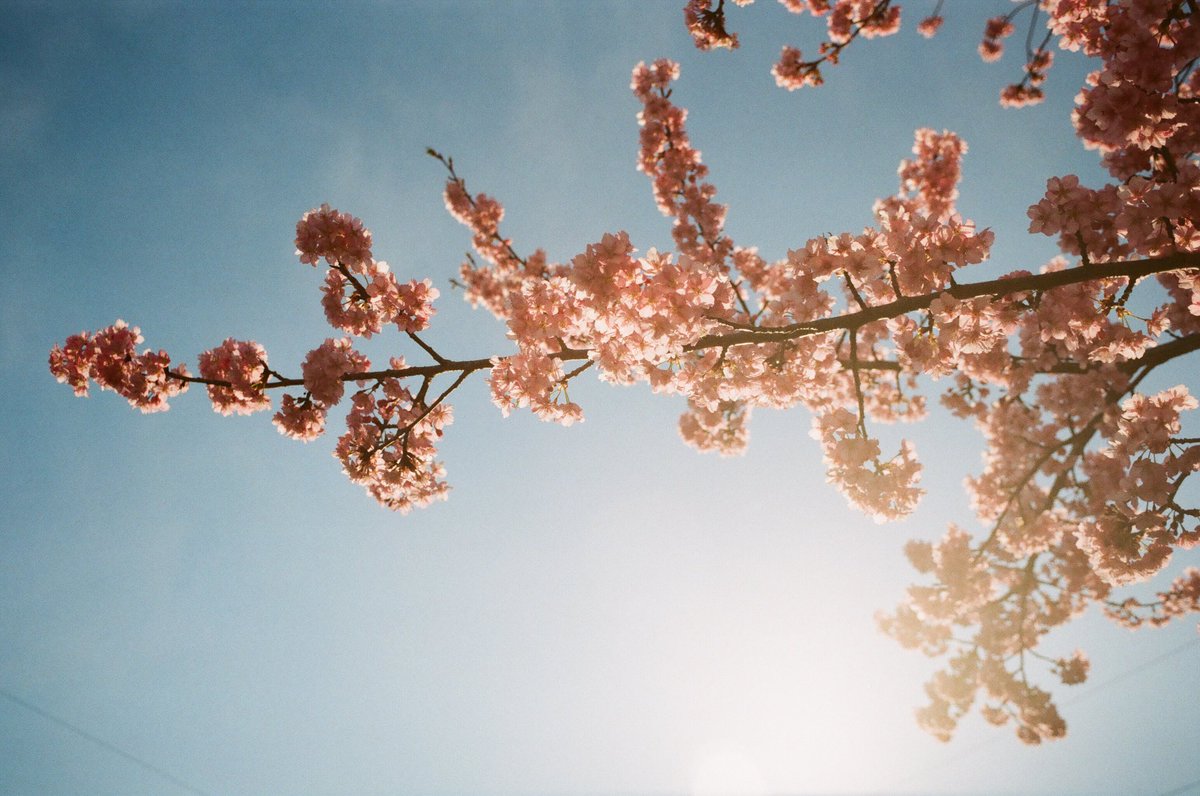 sosun80's tweet photo. つい、ひと月前は
河津桜だった。
#河津桜
#富士業務用100
#業務用100
#コニカ
#konica
#autoreflext3
#autoreflext3n
#hexanonar50mmf17
#フィルム寫眞
#indy_photolife https://t.co/ZkZgkxKbor