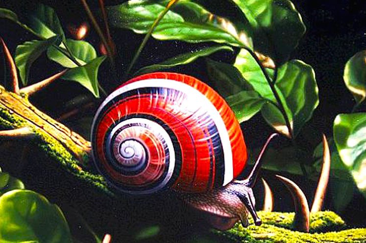 Unduh 74 Koleksi Gambar Fauna Di Filipina  Gratis HD