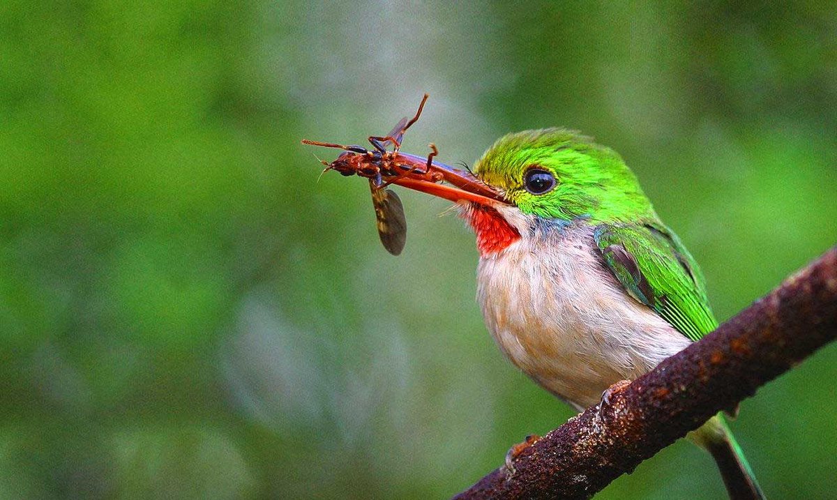 Unduh 74 Koleksi Gambar Fauna Di Filipina  Gratis HD