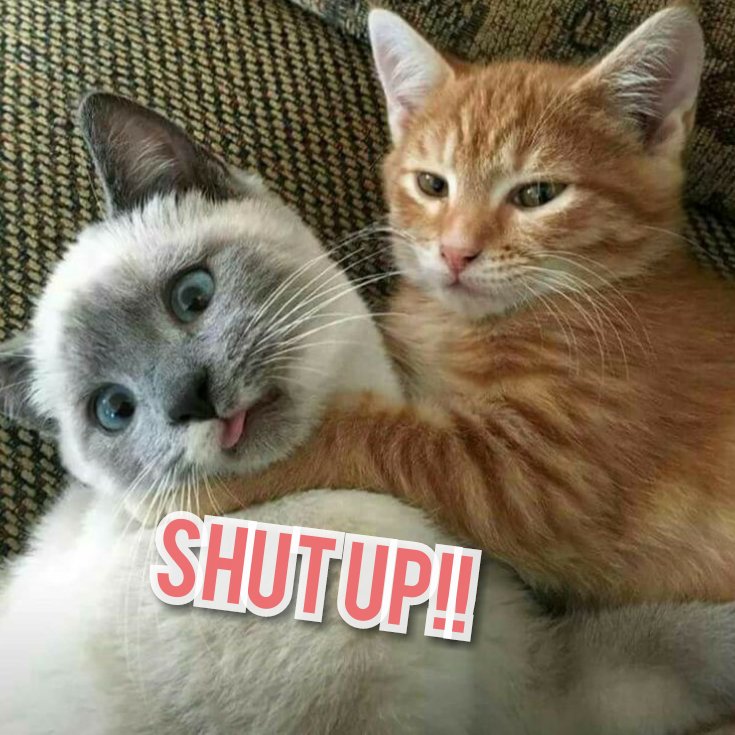 Tap tweet media