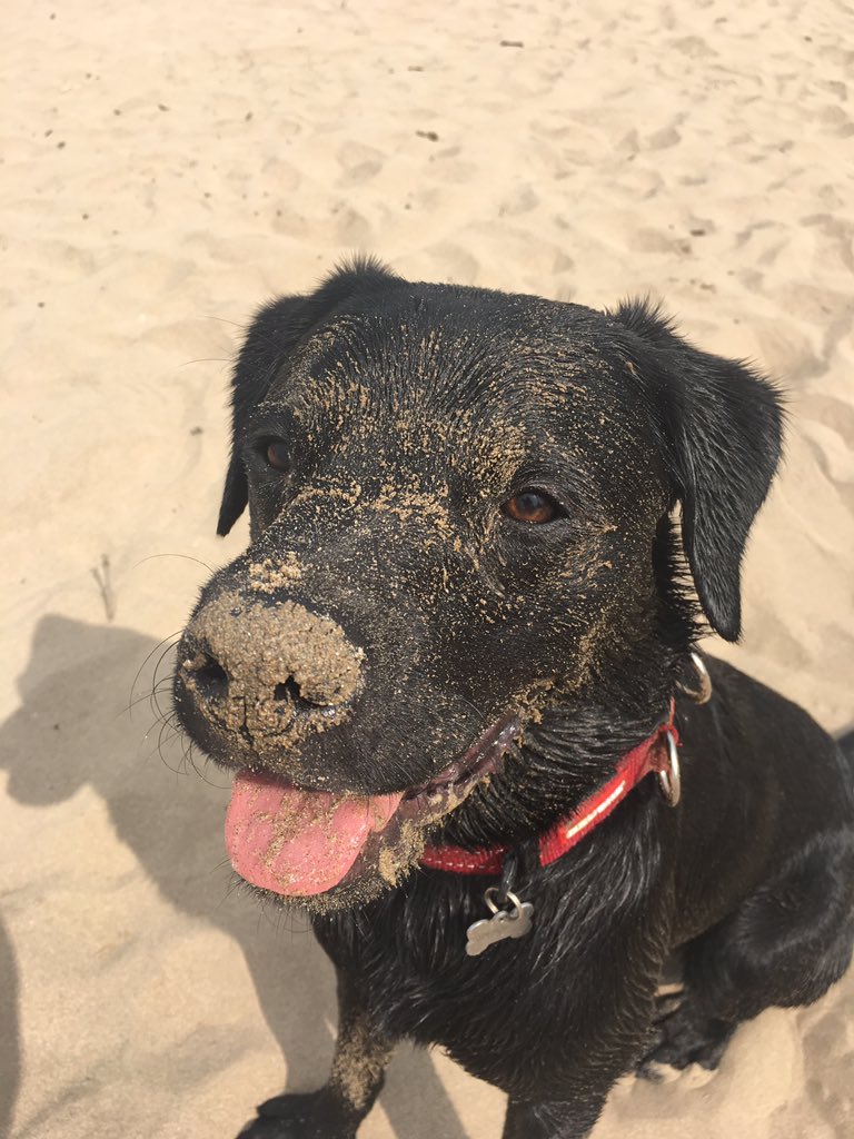 LincolnLabrador's tweet photo. The human said to stay clean for the journey home. I tried but the ball made me do it! #sandmonster #shamegrandmahooveredhercaryesterday #instow https://t.co/1XVdaNOjKS