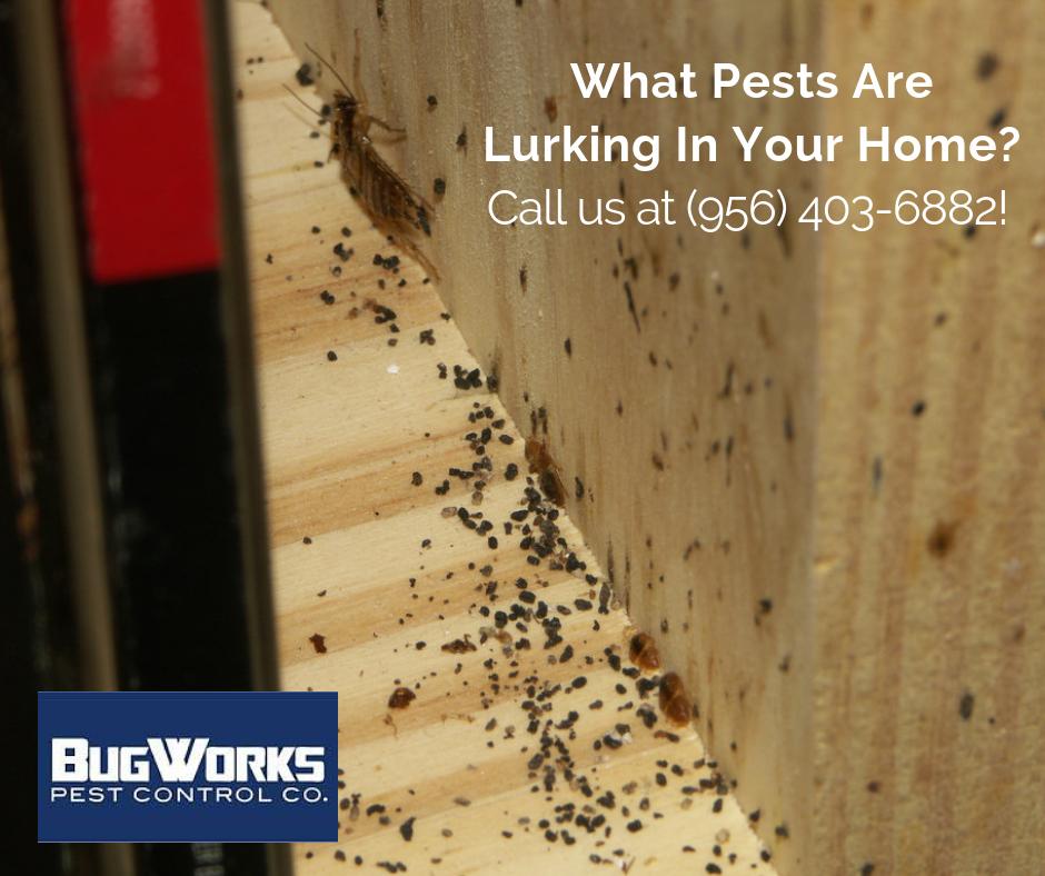 BugWorksRGV's tweet image. Get top-grade pest control services with BugWorks! Schedule an inspection today, (956) 403-6882. 

bugworksrgv.com