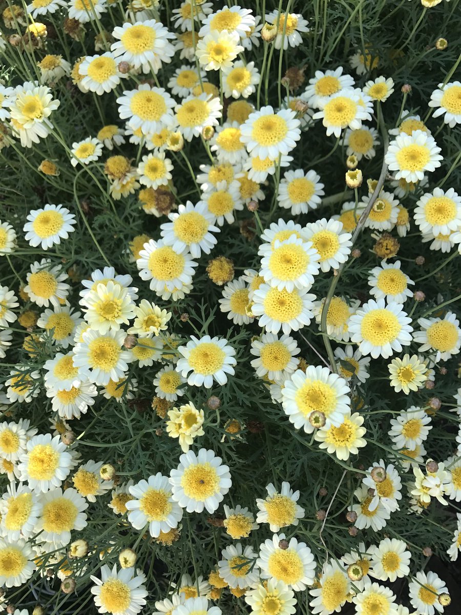 “Earth laughs in flowers.” — #RalphWaldoEmerson Happy #earthday @EarthDayNetwork <a href="/NCC_CNC/">NatureConservancy.ca | Conservationdelanature.ca</a>