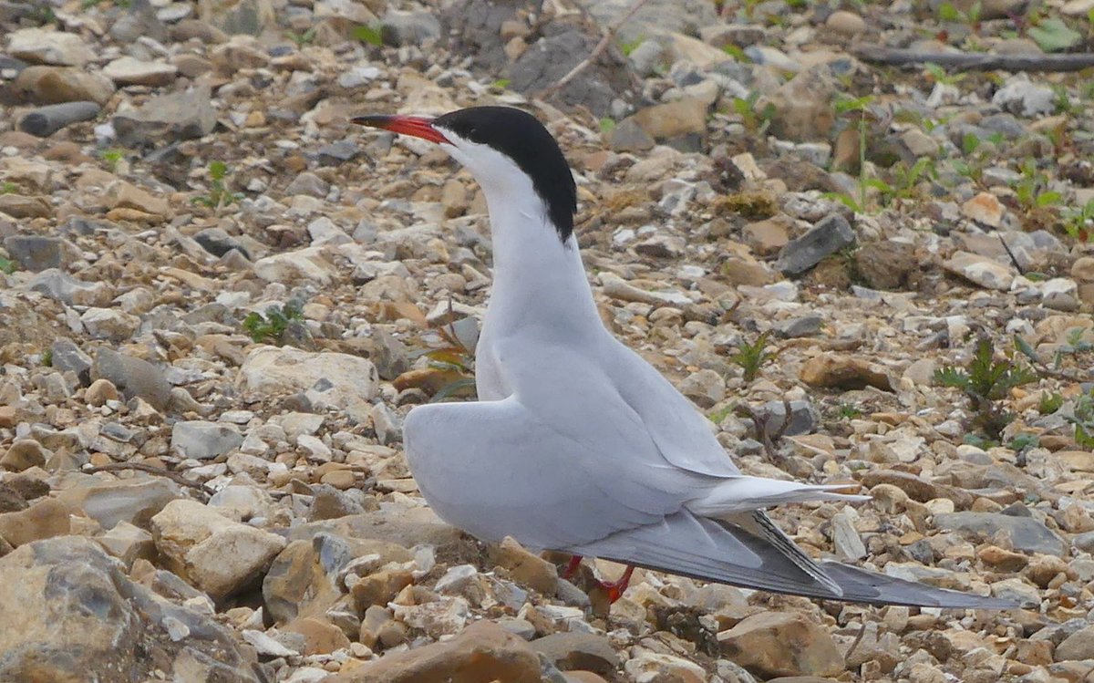 Bob Chapman (@bobservablelife) on Twitter photo Common terns displaying and courtship feeding today at #BlashfordLakes here's hoping for a good breeding season <a href="/HIWWTConserve/">HIWWTConservation</a> <a href="/SouthWestWater/">South West Water</a> we had better start getting the rafts on the water! Common terns displaying and courtship feeding today at #BlashfordLakes here's hoping for a good breeding season <a href="/HIWWTConserve/">HIWWTConservation</a> <a href="/SouthWestWater/">South West Water</a> we had better start getting the rafts on the water!