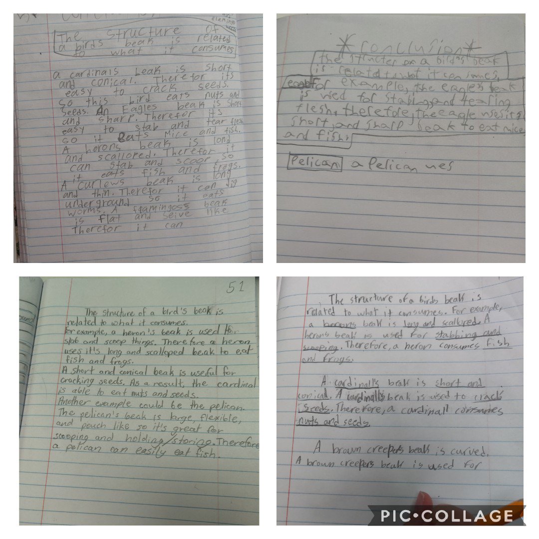 MrsDurham4th's tweet photo. Connecting Interactive Word Walls and Writing in Science! 

The wall would be better with student writing, but we're doing what we can with multiple classes working together to build a wall. 😁

@OTESchool #rrisd4 #WritinginScience #InteractiveWordWalls #bringingitalltogether https://t.co/DbdEGgOoP7