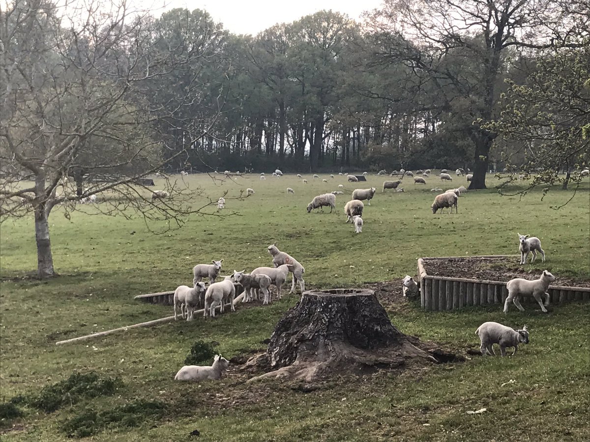 Spring lamb time... jolly entertaining little fellows.. 🐑