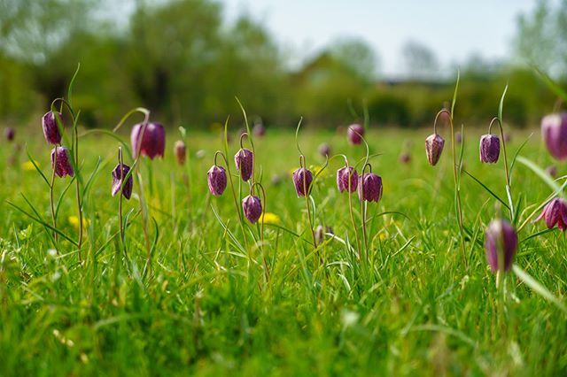 Snakeshead fritilleries: At the BBOWT Iffley Meadows nature reserve, Oxford #BBOWT #flowers #Iffley #IffleyMeadows #Oxford #Oxfordshire 
More photos at flickr.com/stanbury bit.ly/2vg4ZCL