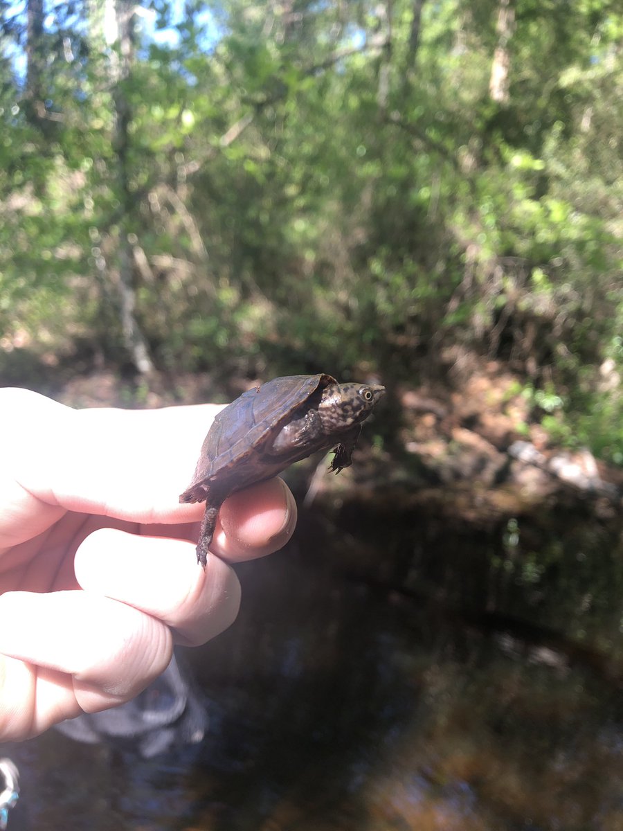 robzlloyd's tweet photo. Some fun Easter herping in #Conecuh National Forest with my old mentor. Identified a turtle hatchling to be the newly discovered intermediate musk #turtle (Sternotherus intermedius), need to get on making a species profile for this guy @HerpMapper #WarDan https://t.co/UiC3punP36