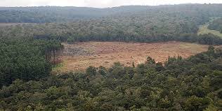 When we were  growing up, there used to be documentaries on Mzima Springs and the ecosystem aired by KBC. I can't recall the last time I saw them at our screen, their disappearance on the screen was the 1st signal that all was not right. Look at the destruction of Mau forest now