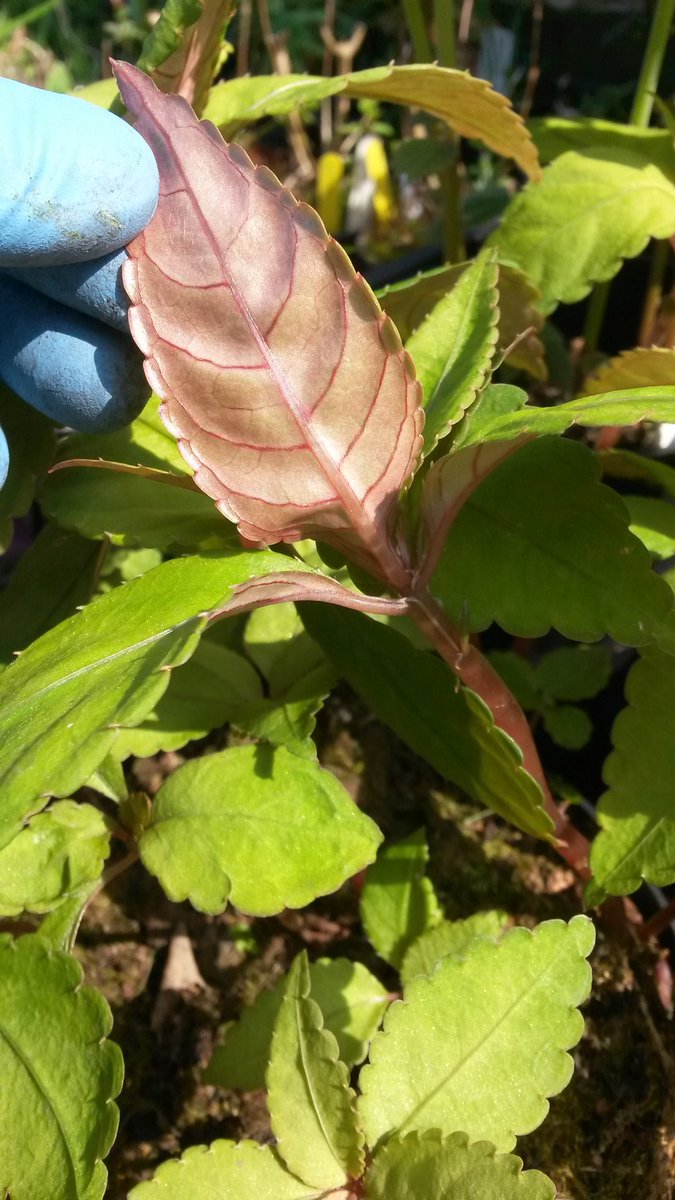 Littleashgarden's tweet photo. Sorry to trouble you @MikesRarePlants but is this 1961? #lostlabel https://t.co/AwJtfGHaAO