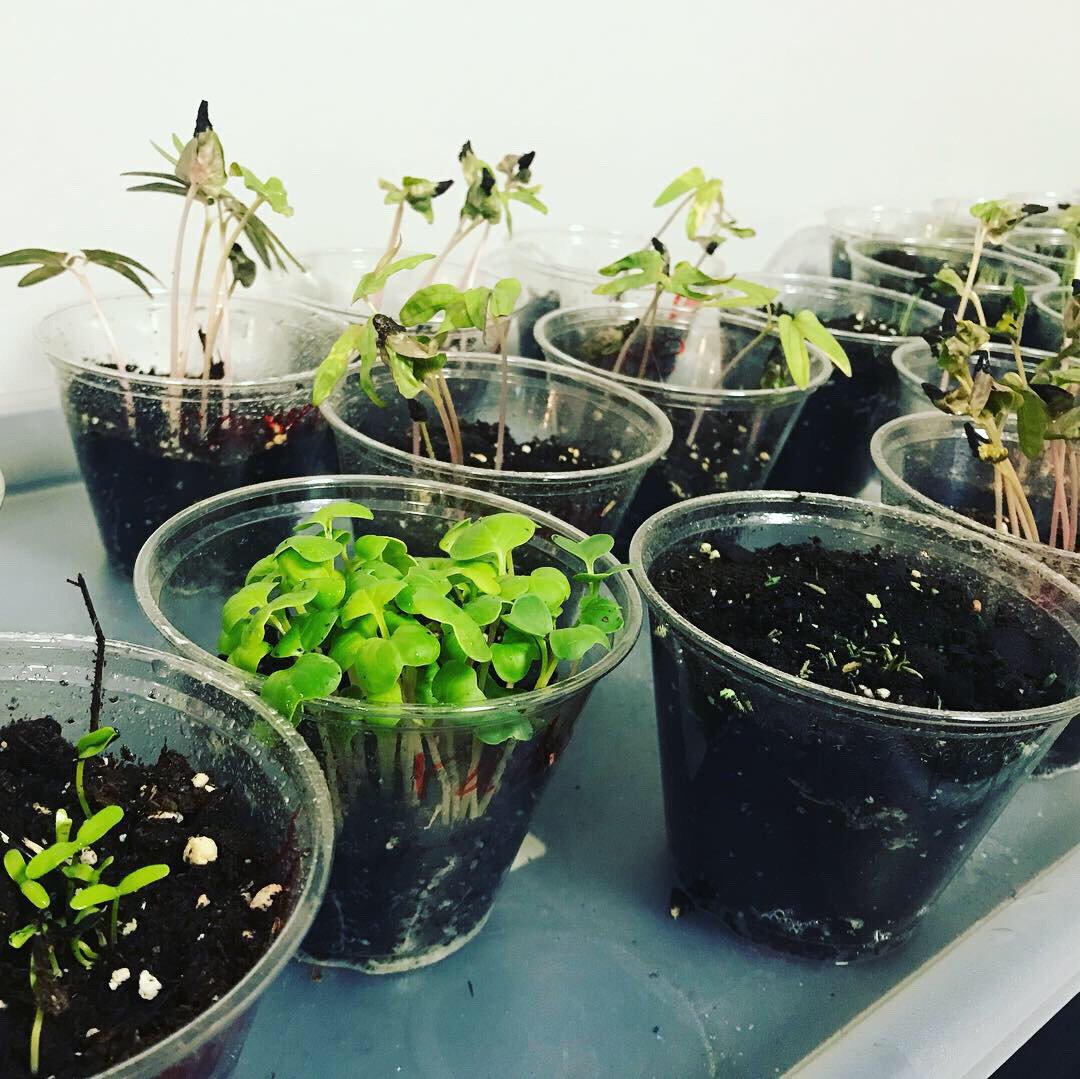 LJohnsonTeacher's tweet photo. We are starting a farm! 😎🌱#weR2ndgrade #3tepride #kcedu #isdstrong @3TrailsTigers @ISDSchools https://t.co/33wVQ62JyX
