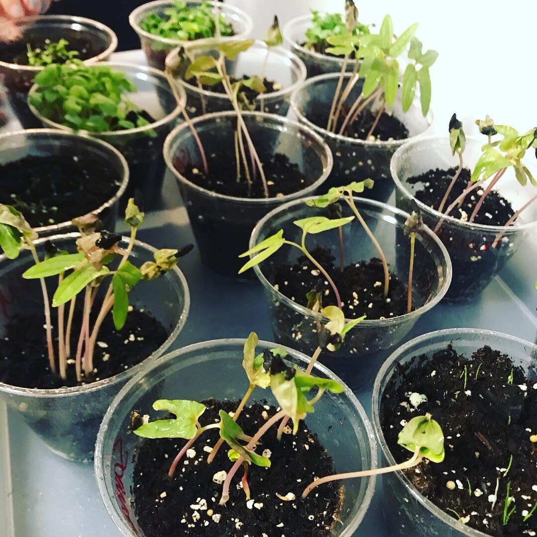 LJohnsonTeacher's tweet photo. We are starting a farm! 😎🌱#weR2ndgrade #3tepride #kcedu #isdstrong @3TrailsTigers @ISDSchools https://t.co/33wVQ62JyX