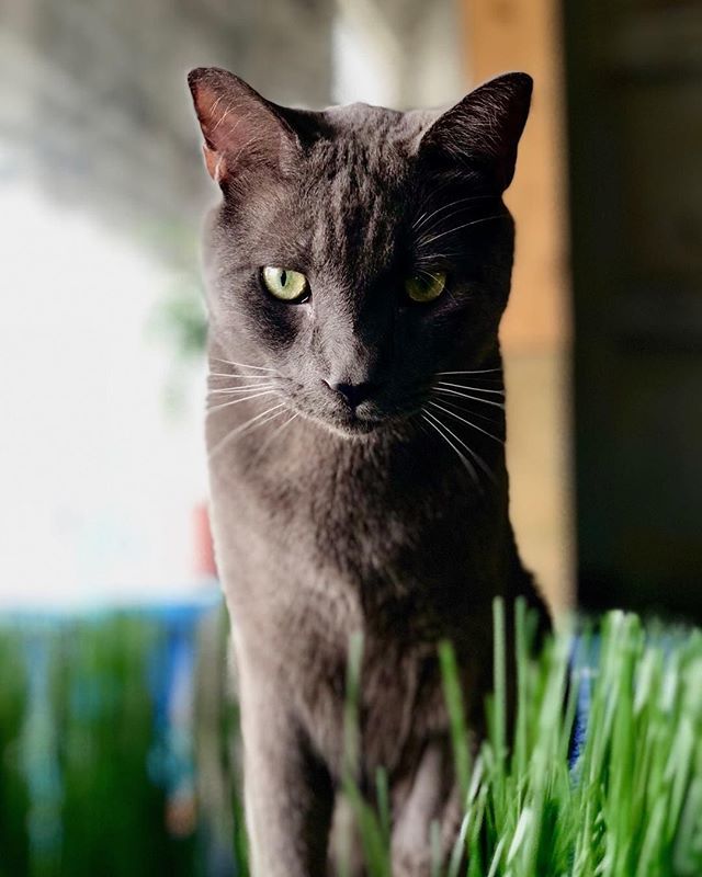 basedinapp's tweet image. Are you a cat or dog person? Tag your fellow dog/cat team friends. 🐱🐶⠀
Photo by @sonybemore in honor of #LocalMiamiMonth by #Voozlr Want to be featured? Visit our profile to learn more. #miamiphotography #miamiphotographer #catslover #catvsdog #creatortweets