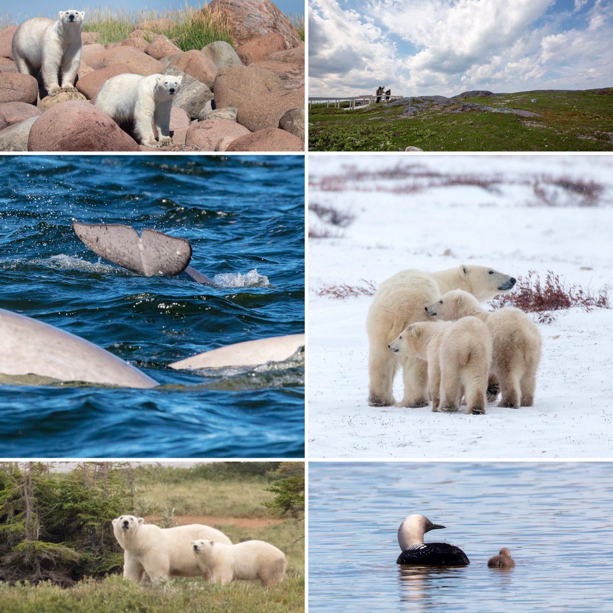 Happy Earth Day! “In nature, nothing exists alone.” (Rachel Carson, 1962.) 
-
-
-
-
#earthday #upnorthandpersonal #lazybearexpeditions #Churchill #explorecanada #exploremb #travelmanitoba #natgeocreative #nature #naturelovers #wildlifephotography #enjoycanada #cangeo