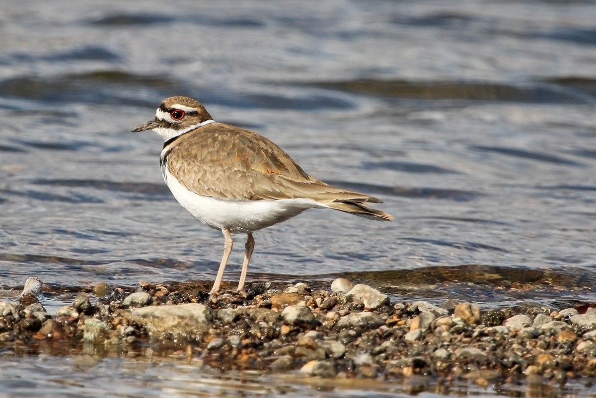 Sighted our first Killdeer for this spring.