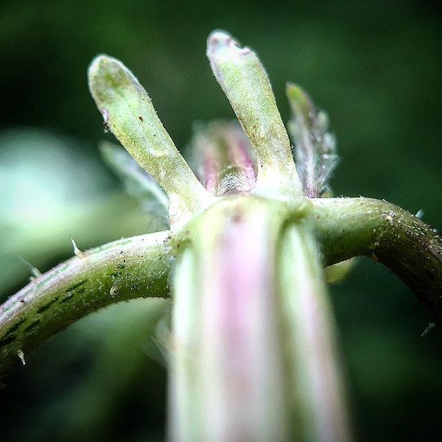 Nawisho's tweet photo. 🧐 RÄTSEL !!!!
.
Um welche Pflanze handelt es sich hier?
.
Glaub mir ... du kennst sie!!!
.
.
Viel Freude beim Rästeln und Danke fürs Mitraten!
.
Schöne Woche!
.
.
#wildpflanzen #wildkräuter #kräuter #kräuterrätsel #pflanzenrätsel #pflanzenwissen #krä… https://t.co/i0KVoX0OKe https://t.co/ltbAaaSaEA