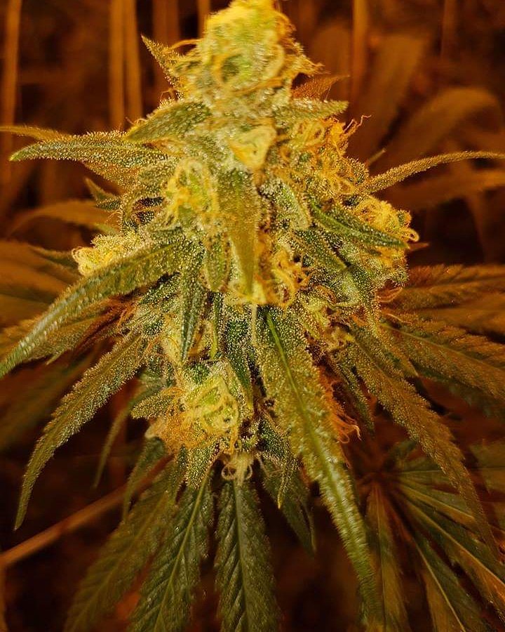 🌿🌱Luscious #Herb🌱🌿

#SpadyBud #BestQualityGardens #BQG #Cannabis #Marijuana #Weed #Kush #Ganja #MaryJane #Hemp #Pot #Washington #WA #CannabisCommunity #CannabisCulture #WeedPorn #Weedstagram #CBD #THC #Stoner #I502

I502 Compliant.