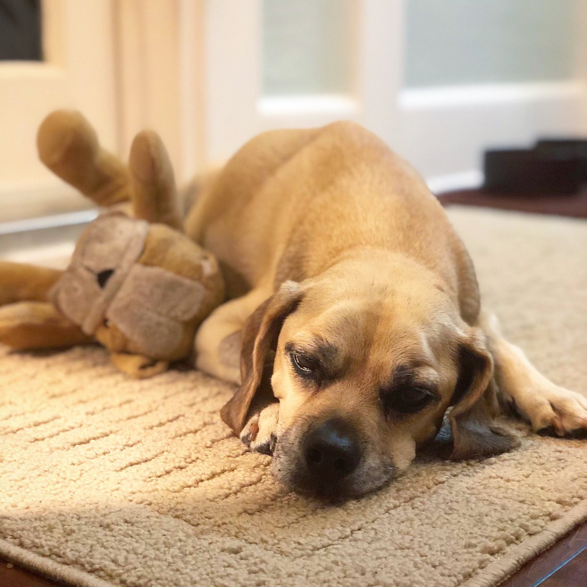 puggle's tweet photo. Ready to retire https://t.co/RYQAht45VC