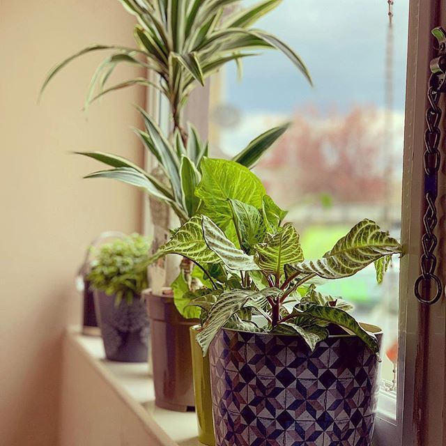 robbamforth's tweet photo. It’s that ‘new houseplant’ time of year again #houseplants #houseplantsofinstagram #nature #plantsmakepeoplehappy #leaves #green #life #earthday #plantsofinstagram #plantsplantsplants #plantshelfie #naturecolours #sunshine https://t.co/xfHziKrhjy https://t.co/zPl2v9Zvde