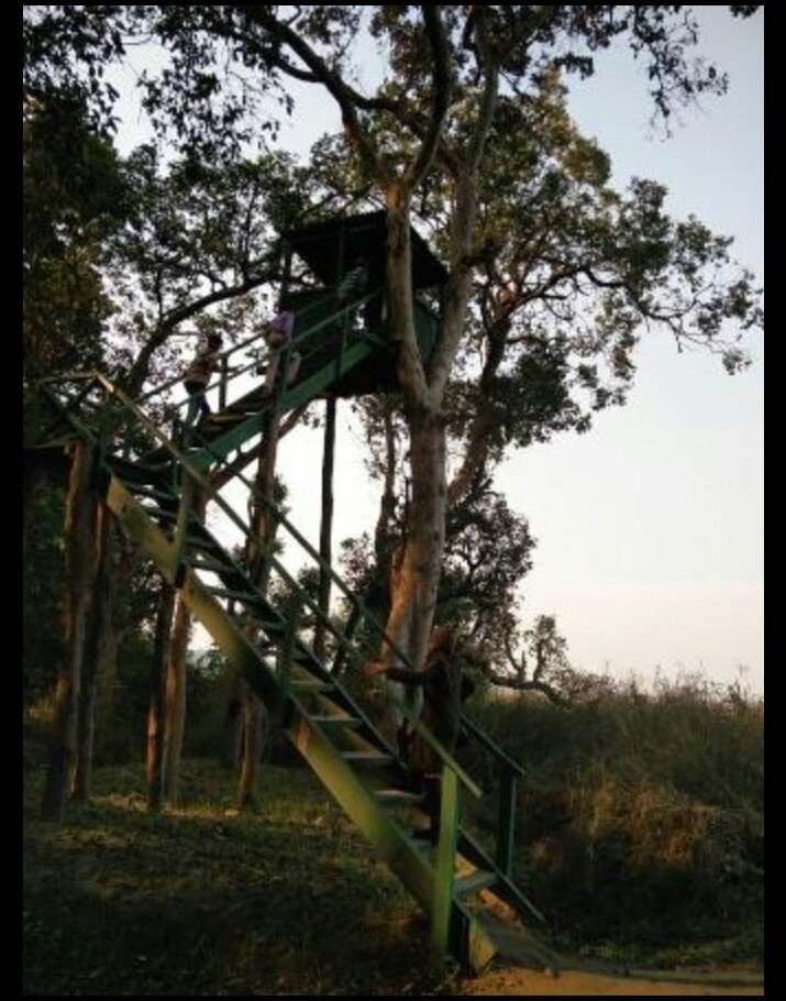 rahul_pandey95's tweet photo. #KishanpurWildlifeSanctuary | It is a part of the #DudhwaTigerReserve near #Mailani in #UttarPradesh, India. There are many faunas such as Tiger, Leopard, Swamp deer, Hog deer, Elephants etc. A lots of bird species are also found there.
#LakhimpurKhiri https://t.co/mkVep37vif