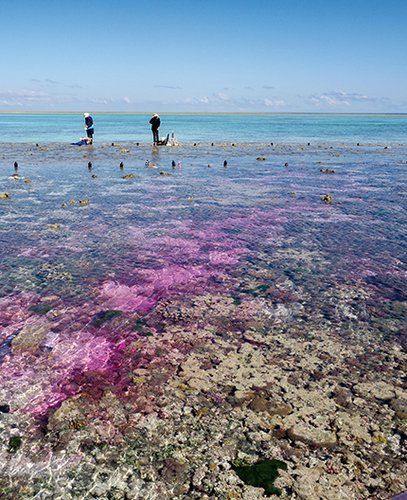 Rebecca Albright, Ken Caldeira, and colleagues now report on an in situ experiment regarding coral reefs