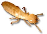 GeffroyTermite's tweet image. #PestProtection #TermiteProblem #TermiteControl