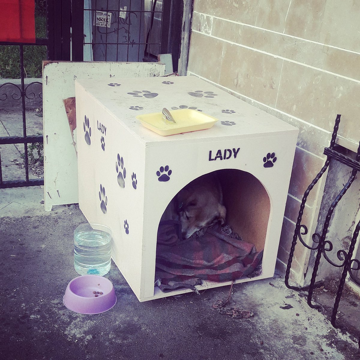 NalanTurkeri's tweet photo. #sokakköpekleri
Kim yaptıysa ömür boyu güzellikler dilerim
#istanbul # https://t.co/j0q0PF3CiM
