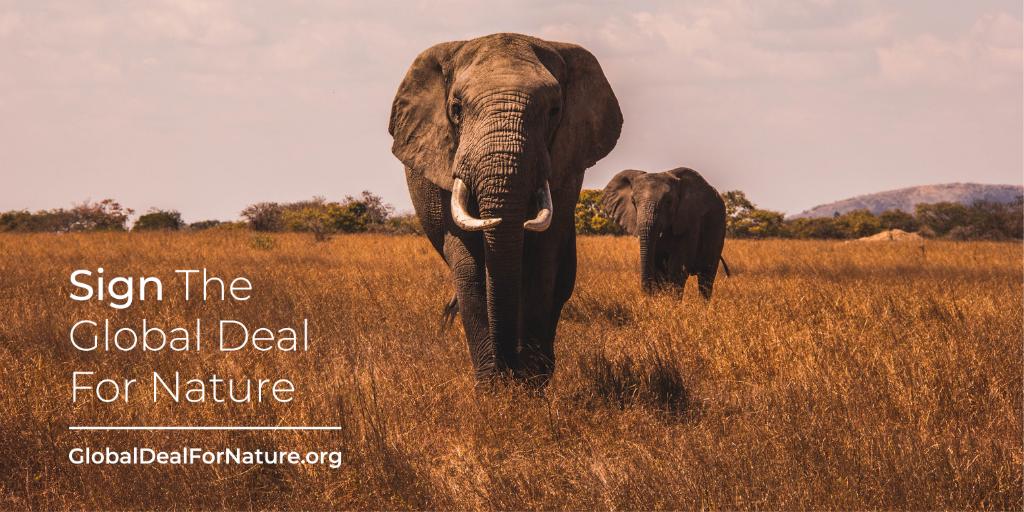 To solve climate change and biodiversity loss, we need a #GlobalDealForNature. Sign the petition calling on world leaders to come together to protect and restore half of nature. globaldealfornature.org #EarthDay
