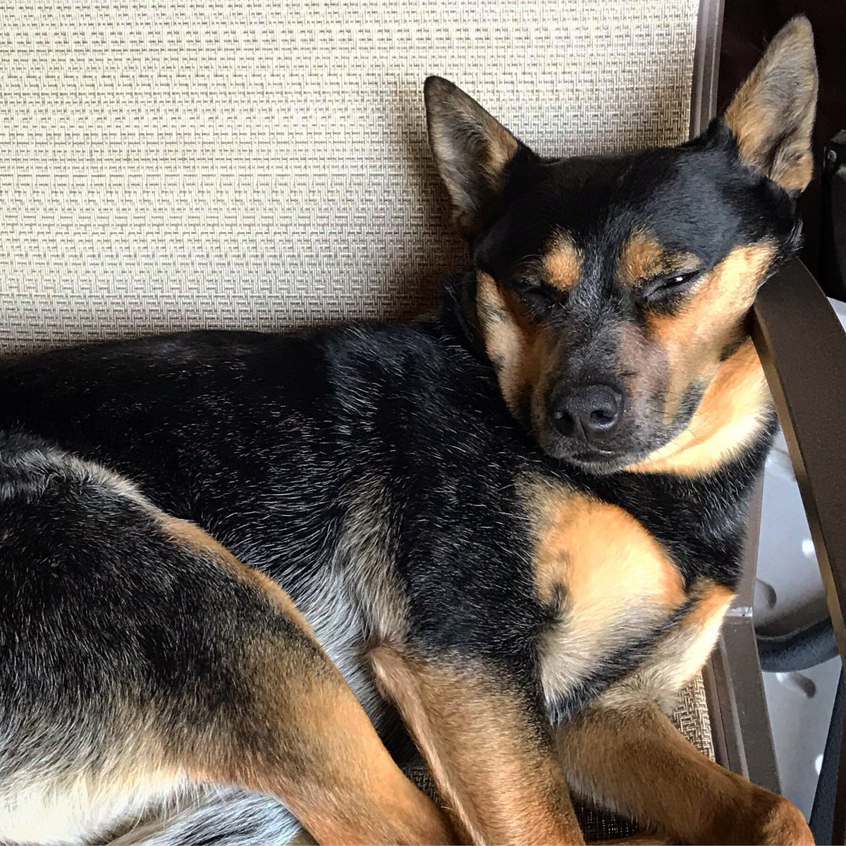 Waking up from 420 weekend like... .

#cannabis #weed #dank #organic #cbd #hemp #wax #cannabis #marijuana #cannabiscommunity #cbd #stoner #cannabisculture #kush #hightimes #dabs #highsociety #stoned #medicalmarijuana #dog #blueheeler #puppy #weekend #monday