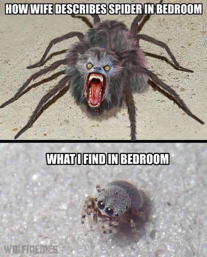 kasey_storm's tweet photo. Just couldn't resist 😂😂😂😂😂 ok ladies. How many of you will admit this is definitely 💯 accurate? I DEFINITELY agree. Soooo me lmao #arachnophobia #spideysense #monsterspider #run #lmao #kaseystorm https://t.co/RJELt4jgiv