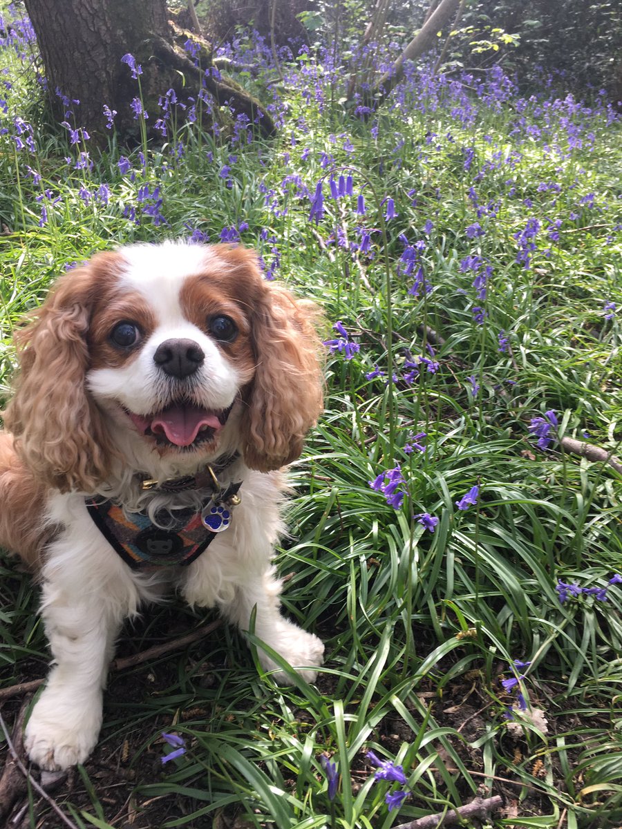 Home with mum again! Had a walk amongst the bluebells once it had cooled down a bit #bluebellwalk #cavpack