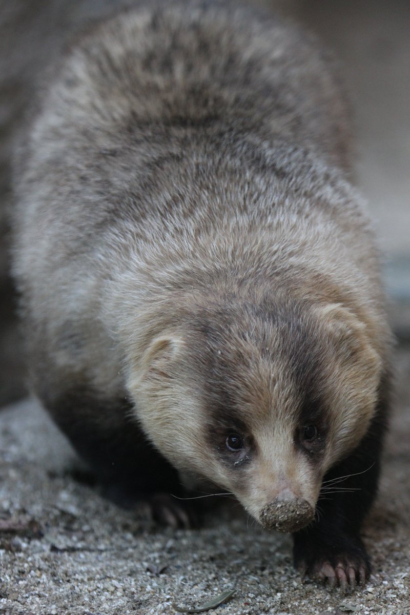 さんかくおむすび ニホンアナグマの むむ です 顔もかわいいけど 名前もかわいい ニホンアナグマ むむ 天王寺動物園