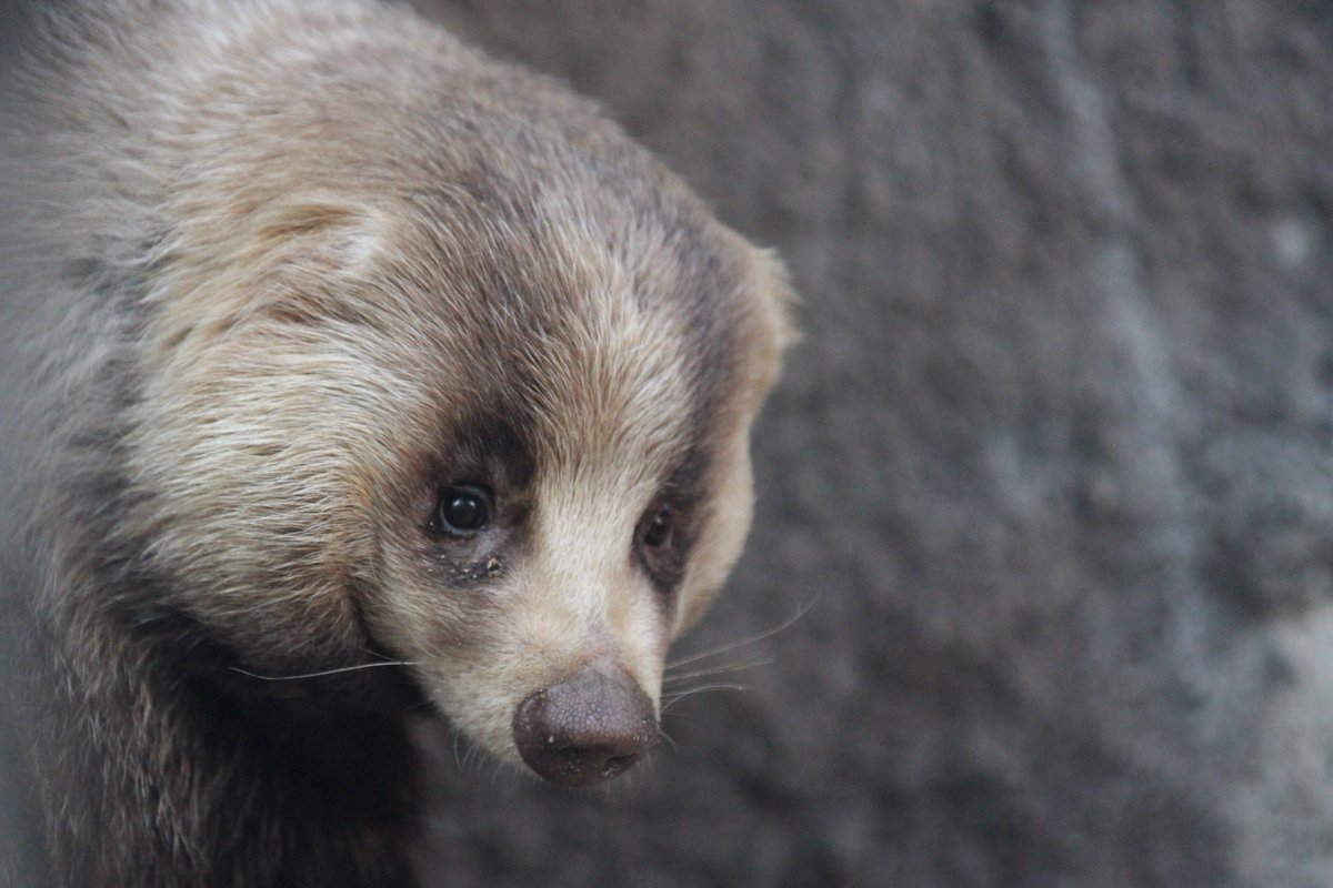 さんかくおむすび ニホンアナグマの むむ です 顔もかわいいけど 名前もかわいい ニホンアナグマ むむ 天王寺動物園