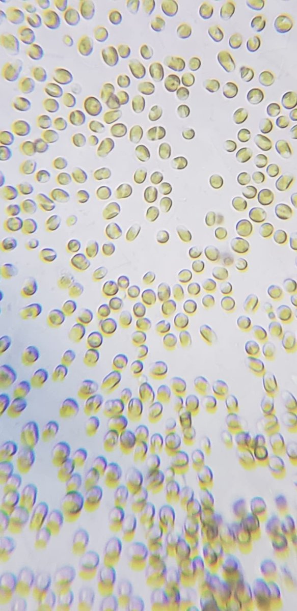 algafeed's tweet image. Our beautiful Tisochrysis lutea #microalgae #tiso #algae #aquaculture #hatcheries #shrimp #shellfish #algafeed